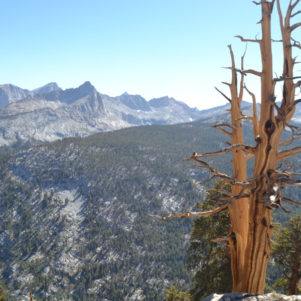 Trees along the High Sierra Trail