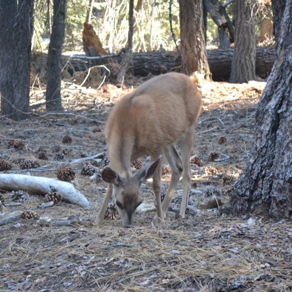 Deer on Half Dome trail
