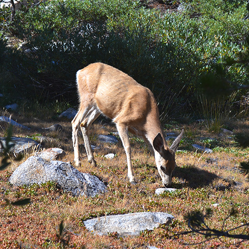 Deer in Dusy Basin