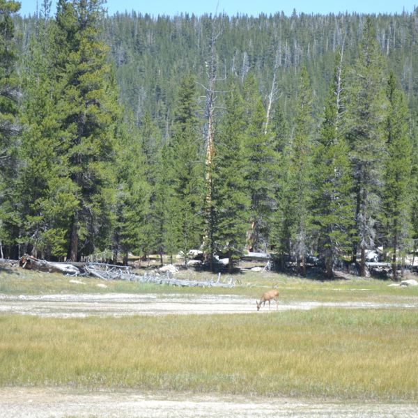 Deer grazing in meadow