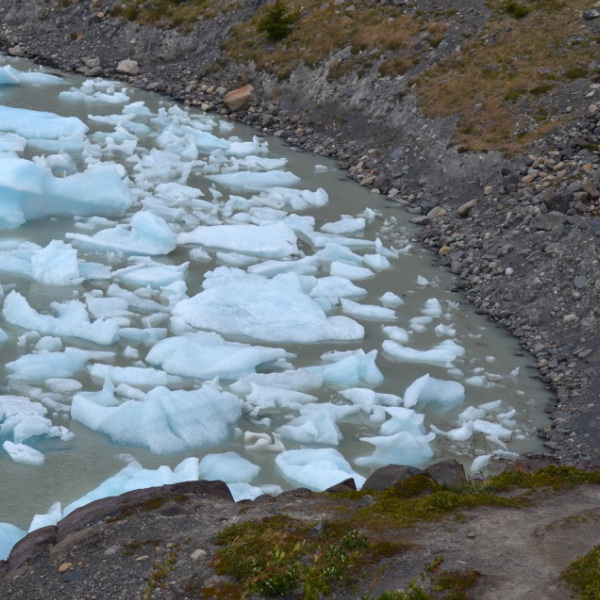 Grey Glacier icebergs